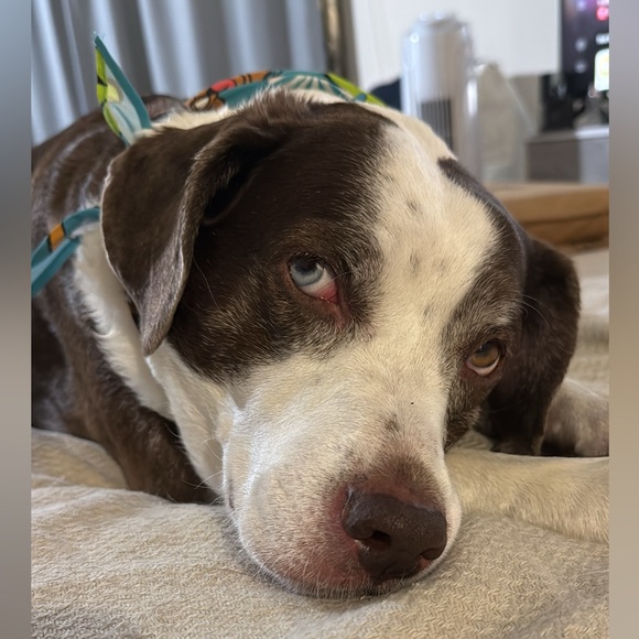 Meet your Posher, Tanya - Picture 3 of 4